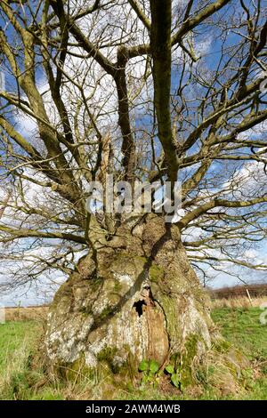 The Old Electric Oak, Wickwar. Thought to be 800 years old  Pedunculate (English) Oak Tree - Quercus robur Stock Photo