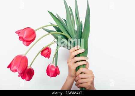 Female's hands holding bouquet of beautiful pink tulips on white background, close-up. Stock Photo