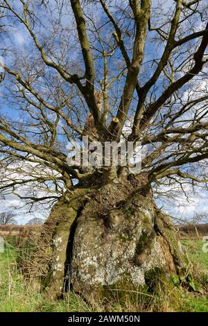 The Old Electric Oak, Wickwar. Thought to be 800 years old  Pedunculate (English) Oak Tree - Quercus robur Stock Photo