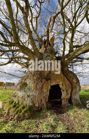 The Old Electric Oak, Wickwar. Thought to be 800 years old  Pedunculate (English) Oak Tree - Quercus robur Stock Photo