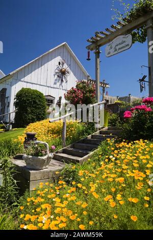 Old wooden staircase flanked by orange Eschscholzia californica - California poppies with old white wooden barn in rustic garden in late spring Stock Photo