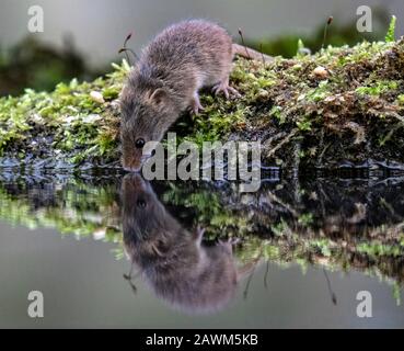 Harvest Mouse reflection (Micromys minutus) Stock Photo