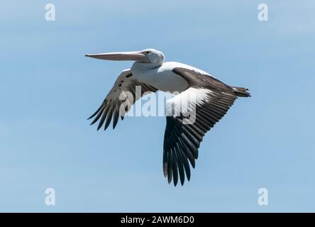 Australian Pelican (Pelecanus conspicillatus), adult flying along coast, Cairns, Queensland, Australia 12 January 2020 Stock Photo