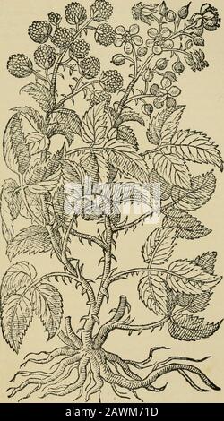 Bush-fruits; a horticultural monograph of raspberries, blackberries, dewberries, currants, gooseberries, and other shrub-like fruits . steem for its medicinal properties as the blackberry. GerardDewes, in his translation of Dodoens Niewe Herball, or His-torie of Plantes, published in 1578, enumerates the followingvertues: The leaves, tender springes, fruit and roote of this Brambleare not much unlyke, in vertue and working, to the leaves, shutes,fruite and rootes of the other Bramble, as Dioscorides writeth. The flowers of Raspis are good to be bruysed with hony, andlayde to the inflammations