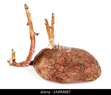 Old germinated pink potato isolated on white background. Big sprouts Stock Photo