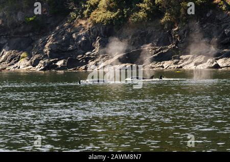 killer whales on the coasts of Vancouver island in Canada Stock Photo