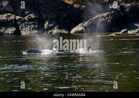 killer whales on the coasts of Vancouver island in Canada Stock Photo