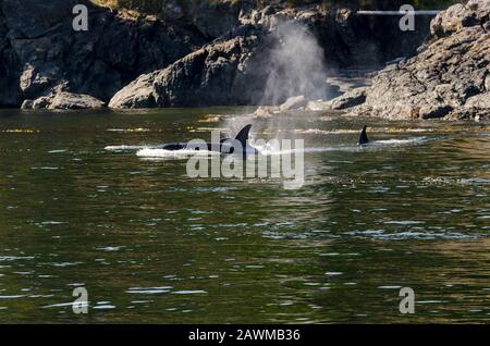 killer whales on the coasts of Vancouver island in Canada Stock Photo