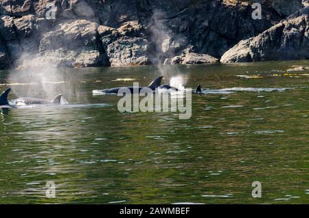 killer whales on the coasts of Vancouver island in Canada Stock Photo