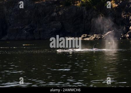 killer whales on the coasts of Vancouver island in Canada Stock Photo