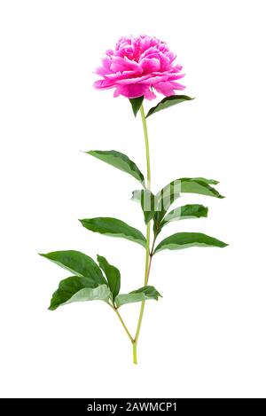 Peony flower with green leaves isolated on a white background Stock Photo