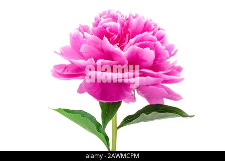 Close-up of a pink peony flower head with green leaves isolated on a white background Stock Photo