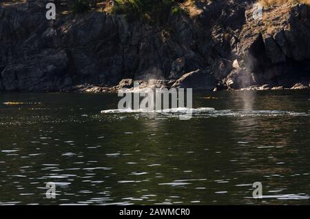 killer whales on the coasts of Vancouver island in Canada Stock Photo