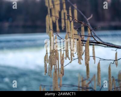Close up of a hazelnut branch with pollen photographed in winter. Catkins of hazel tree with young green leaves spreading pollen, soft focus, copy spa Stock Photo