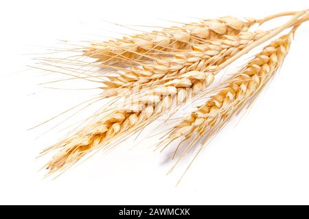 Wheat ears isolated on a white background in close-up Stock Photo