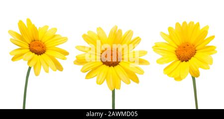 Three yellow chrysanthemum blooming flowers isolated on a white background in close-up Stock Photo