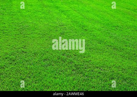 Background of green grass field or green grass pattern and texture. Stock Photo