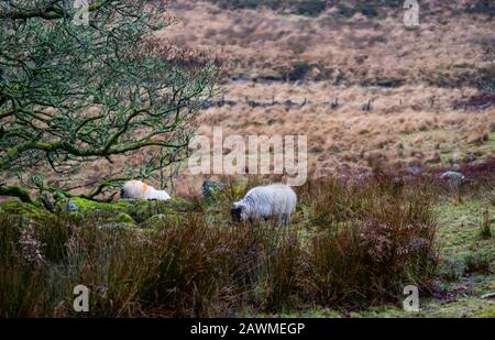 A Couple Of Sheep Grazing On Tall Grass In Winter Stock Photo