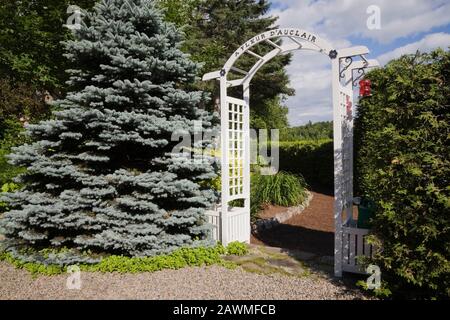 White wooden arbour borderd by Picea -'Colorado Blue' -Spruce and Thuja occidentalis - Cedar tree hedge in backyard garden in early summer. Stock Photo