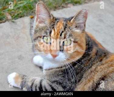 Portrait of beautiful orange, black and white feral cat with a clipped ear. Close up. Stock Photo