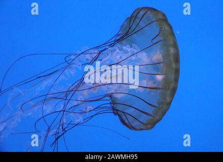 Close up of a Pacific Sea Nettle jellyfish Stock Photo