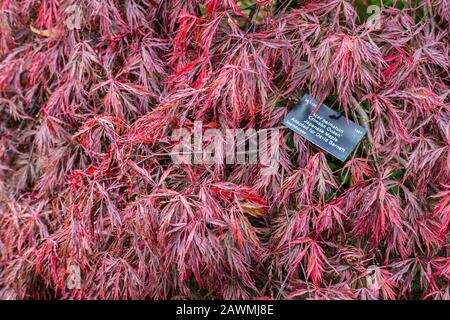 Label for Acer palmatum, 'Crimson Queen', japanese maple at Westonbirt Arboretum, Gloucestershire, Enhgland, UK Stock Photo