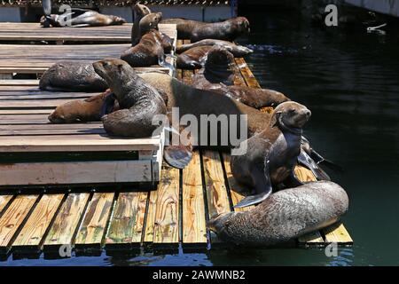 Cape Fur Seals (Arctocephalus pusillus) on viewing platform, Marina, V&A Waterfront, Cape Town, Table Bay, Western Cape Province, South Africa, Africa Stock Photo