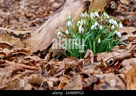 Snowdrops (galanthus nivalis), close up of a group of flowers growing against a fallen tree amongst the leaf litter. Stock Photo