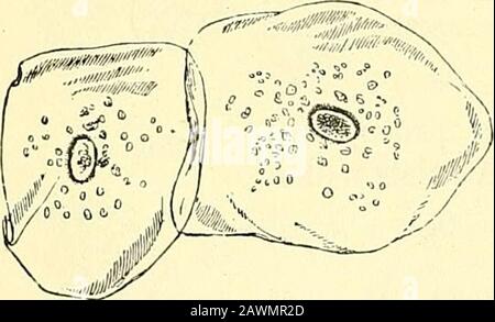 Quain's elements of anatomy . Fig. 47.—Section of the stratified epithelium covering the front of the CORNEA OF THE EYE. HiGHLY MAGNIFIED. (E. A. S.) c, lowermost columnar cells; p, ijolygonal cells above these ; /, flattened cells nearthe surface. The intercellular channels, bridged by minute processes of the cell, are wellseen. The lower part of the section on the right is somewhat broken. a rule the cells of the deepest or attached layer are columnar (fig. 47, c),and the superficial cells are flattened scales (fig. 4:1, fl) which nmy be ofconsiderable size, but which do not, like the cells Stock Photo