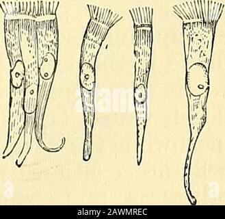 Quain's elements of anatomy . Fiff. 46. 4. Cihated Epithelium.—Lastly the cells of a simple epithelium maybear on their basal or free ends spontaneously moving filaments namedcilia. In the human subject the ciliated epithe-lium is not always perfectly simple, for there Fig. 46.—Columnar ciliated epithelium cells from THE HUMAN NASAL MEMBRANE ; MAGNIFIED 300 diameters (Sharpey). are often other non-ciliated cells placed between the attached ends of those which bear the cilia. The ciliated epithelium will be best considered as a whole after the remaining varieties of epithelium have been touched Stock Photo