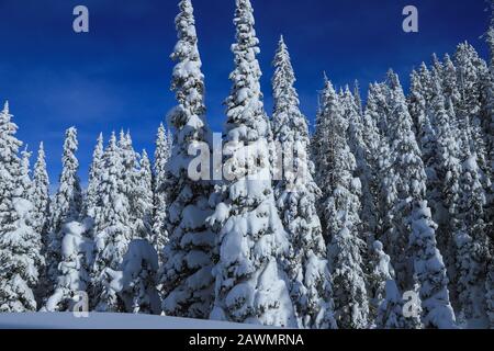 Snow covered ghost trees in evergreen forest in winter wonderland outside West Yellowstone, Montana on a clear, coldday with blue sky Stock Photo
