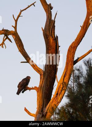 Common buzzard (Buteo buteo) resting in a dead tree in the warm early morning light. Stock Photo
