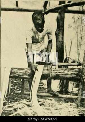 The inhabitants of the Philippines . CUTTING THE PLANT, ADJUSTING UNDER THE KNIFE. Stock Photo