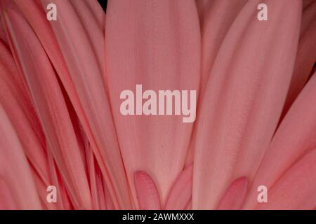 Abstract pink flower petals background close up Stock Photo