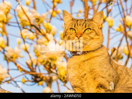 cat domestic outdoors with natural sunlight and defocused flowers background Stock Photo