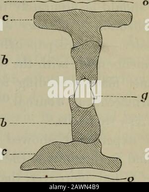 American journal of pharmacy . Manzanita leaf (natural size). Diagram of transverse section of fibro- vascular bundle; o epidermis, g centreofbundle, 6 bast bundle, c collenchyme. the adjoining vascular bundle. The parenchyma contains iron-bluing tannin. J. H. Flint obtained arbutin from the leaves (see Amer. Jour. Phar., 1873, p. 198).—PAar. CentraVialle, 1882, p. 355. Analysis of several Plants from Uruguay.—Sacc has analyzed I, the leaves of Ficus elastica; II, the leaves of Laurus Camphora; III, a blue-flowering species of Vicia, and IV, Alsine media, the entire plant, with the following r Stock Photo