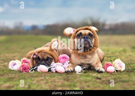 Easter bunny dogs with pair of brown French Bulldogs dressed up with rabbit ear headband costume lying outdoors on grass surrounded by pink rose flowe Stock Photo