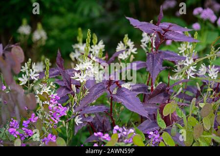 camassia leichtlinii alba,persicaria,white flowers,purple foliage,leaves,mix,mixed,bed,border,perennial,RM Floral Stock Photo