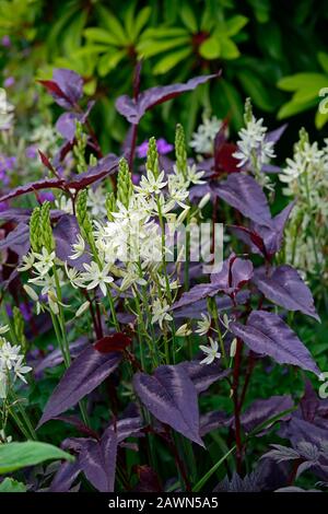 camassia leichtlinii alba,persicaria,white flowers,purple foliage,leaves,mix,mixed,bed,border,perennial,RM Floral Stock Photo