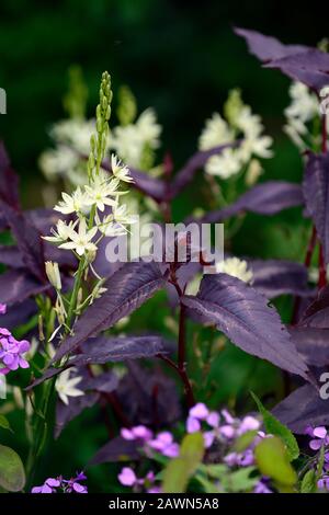 camassia leichtlinii alba,persicaria,white flowers,purple foliage,leaves,mix,mixed,bed,border,perennial,RM Floral Stock Photo