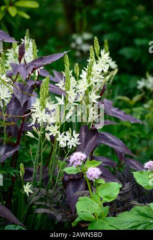 camassia leichtlinii alba,Persicaria Microcephala Red Dragon,white flowers,purple foliage,leaves,mix,mixed,bed,border,perennial,RM Floral Stock Photo