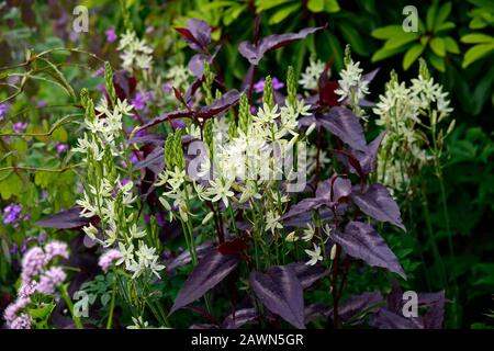 camassia leichtlinii alba,persicaria,white flowers,purple foliage,leaves,mix,mixed,bed,border,perennial,RM Floral Stock Photo