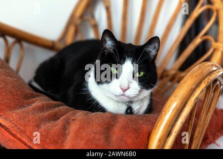 Domestic cat lying on a cushion. Stock Photo