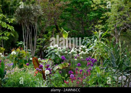 Ensete ventricosum Maurelii,allium mount everest,allium purple sensation,anthriscus sylvestris ravenswing,purple,leaves,foliage,white,flowers,white a Stock Photo