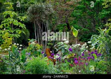 Ensete ventricosum Maurelii,allium mount everest,allium purple sensation,anthriscus sylvestris ravenswing,purple,leaves,foliage,white,flowers,white a Stock Photo