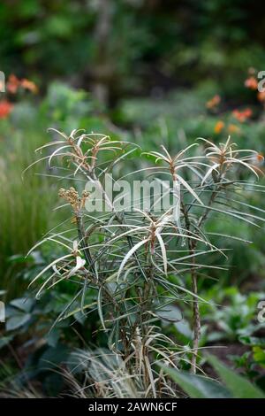 Olearia lacunosa,narrow,dark brown,leaves,foliage,juvenile tree,RM Floral Stock Photo