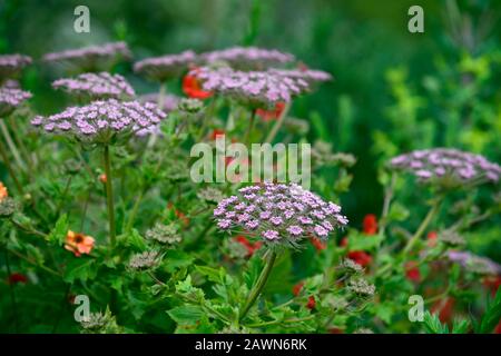 geum scarlet tempest,Melanoselinum decipiens,umbellifer,red flowers,flowering,mix,mixed planting scheme,garden,gardens,RM Floral Stock Photo