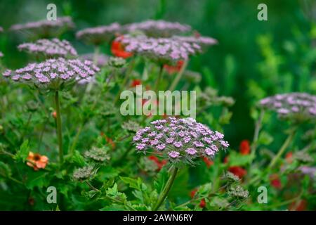 geum scarlet tempest,Melanoselinum decipiens,umbellifer,red flowers,flowering,mix,mixed planting scheme,garden,gardens,RM Floral Stock Photo