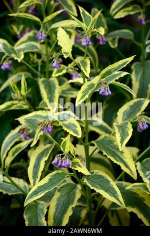 Symphytum × uplandicum Variegatum,variegated Russian comfrey,comfreys,spring,gardens,RM Floral Stock Photo