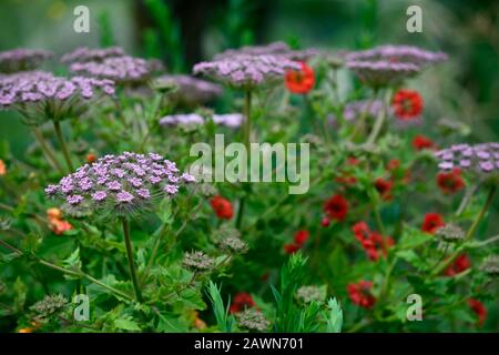 geum scarlet tempest,Melanoselinum decipiens,umbellifer,red flowers,flowering,mix,mixed planting scheme,garden,gardens,RM Floral Stock Photo